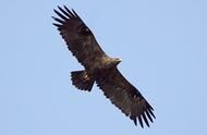 研究老鹰迁徙让科学家破产