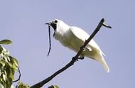 世界上最吵的鸟在巴西，叫声高达125.4分贝