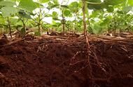 土壤微菌对植物抗病能力起关键作用