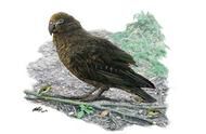 新西兰发现史前巨型鹦鹉，如人类幼童大小