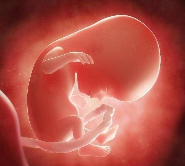 孕8周宝宝发育图片图片
