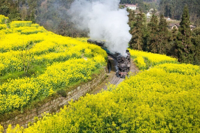 在四川有一辆至今仍在运行的蒸汽小火车，每年赏花季就会成为网红