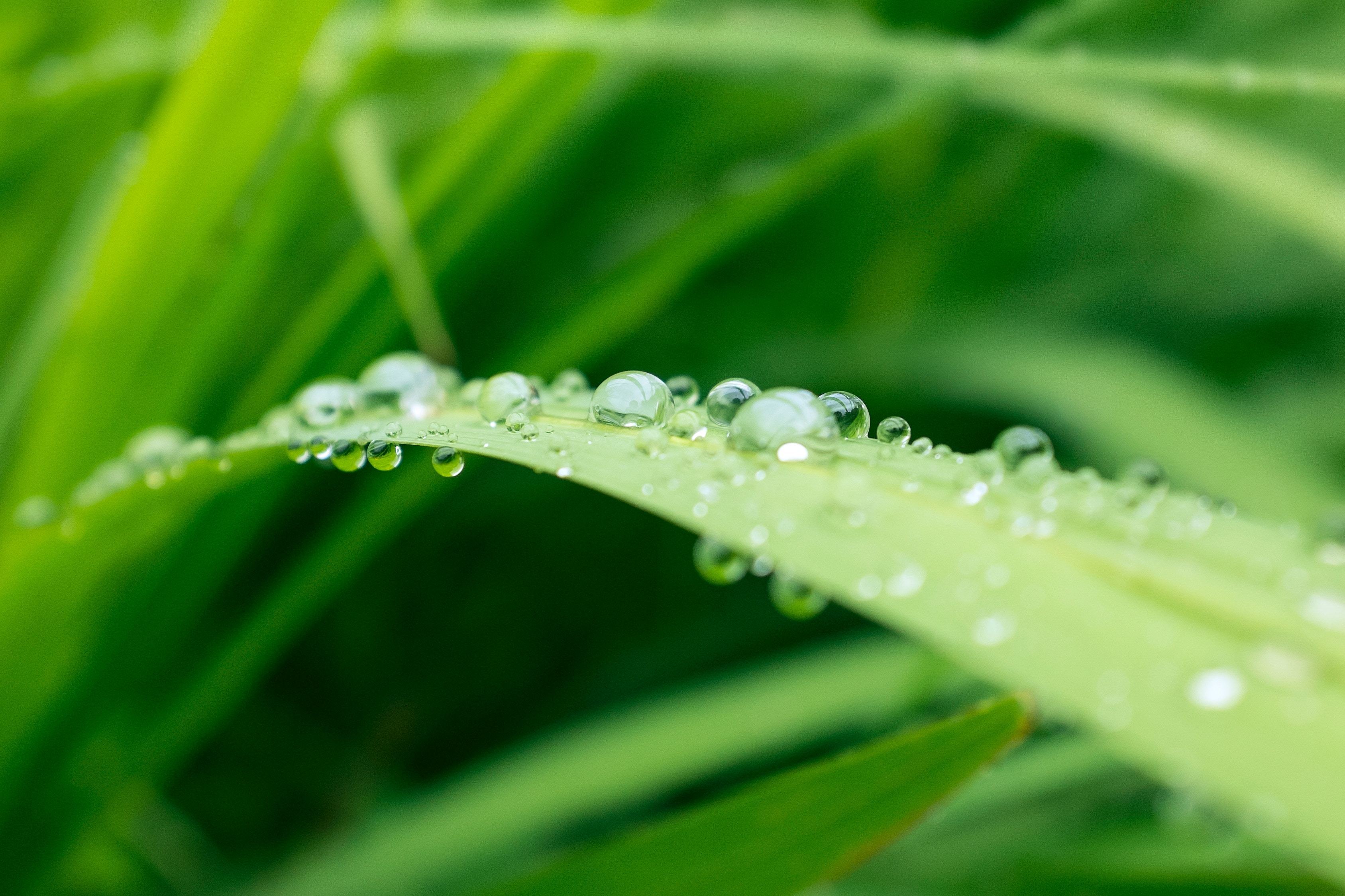 谷雨节后养生：宜健脾、和胃、除湿气