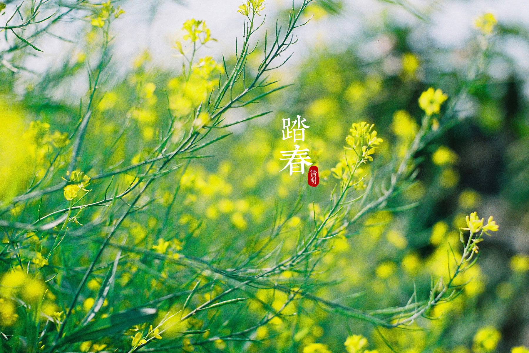 清明|节后雨水增多，注意防湿气！