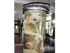 外星人真面目曝光 泰国不明生物！