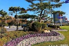 济南冬季景观有看头！300余万盆植被美化''城市脸面''