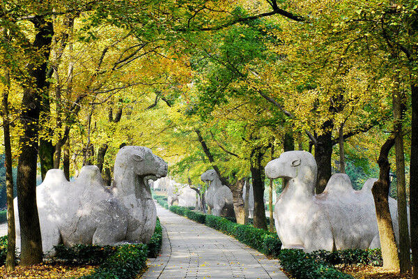 千年金陵百种美，荟萃钟山胜景中！南京暖冬游玩好去处