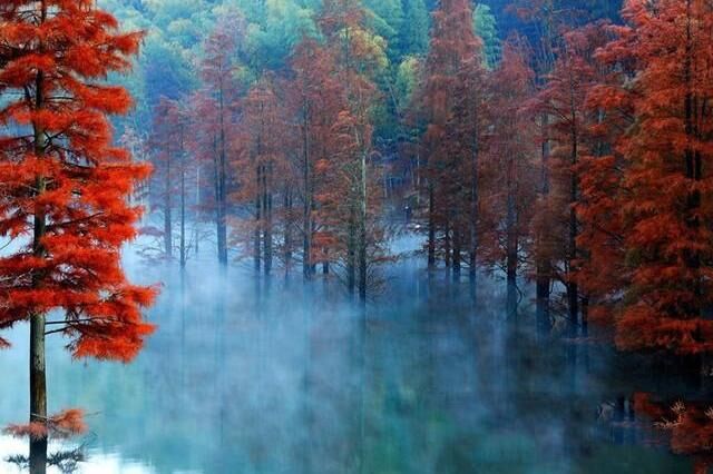 遇见江西最美红杉！11月德兴大茅山赏秋季，你想去吗？