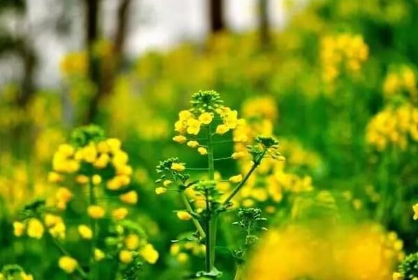 7月共赏百里油菜花海，青海门源自由行攻略