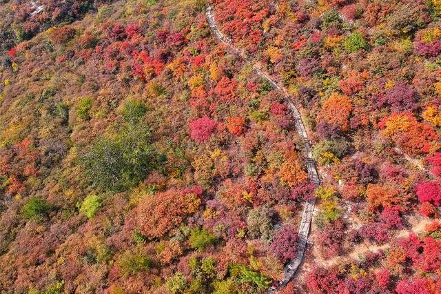 赏红叶最佳目的地，华北最壮观的山地红叶就在北京房山坡峰岭