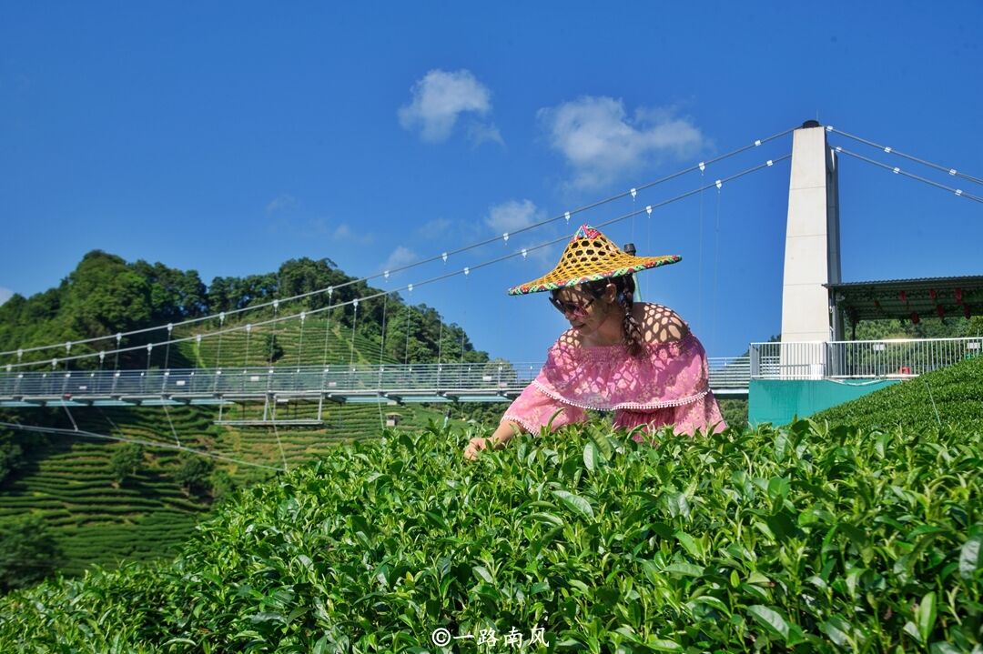 广西贺州将茶园开发成景区，景色迷人，感觉像在画里穿梭！