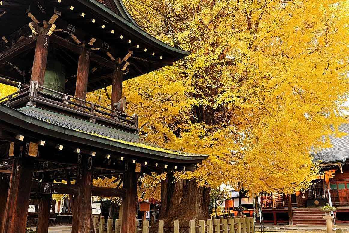 日本小京都的第一寺庙，寺中一棵1200年银杏树，寺庙靠它成了网红