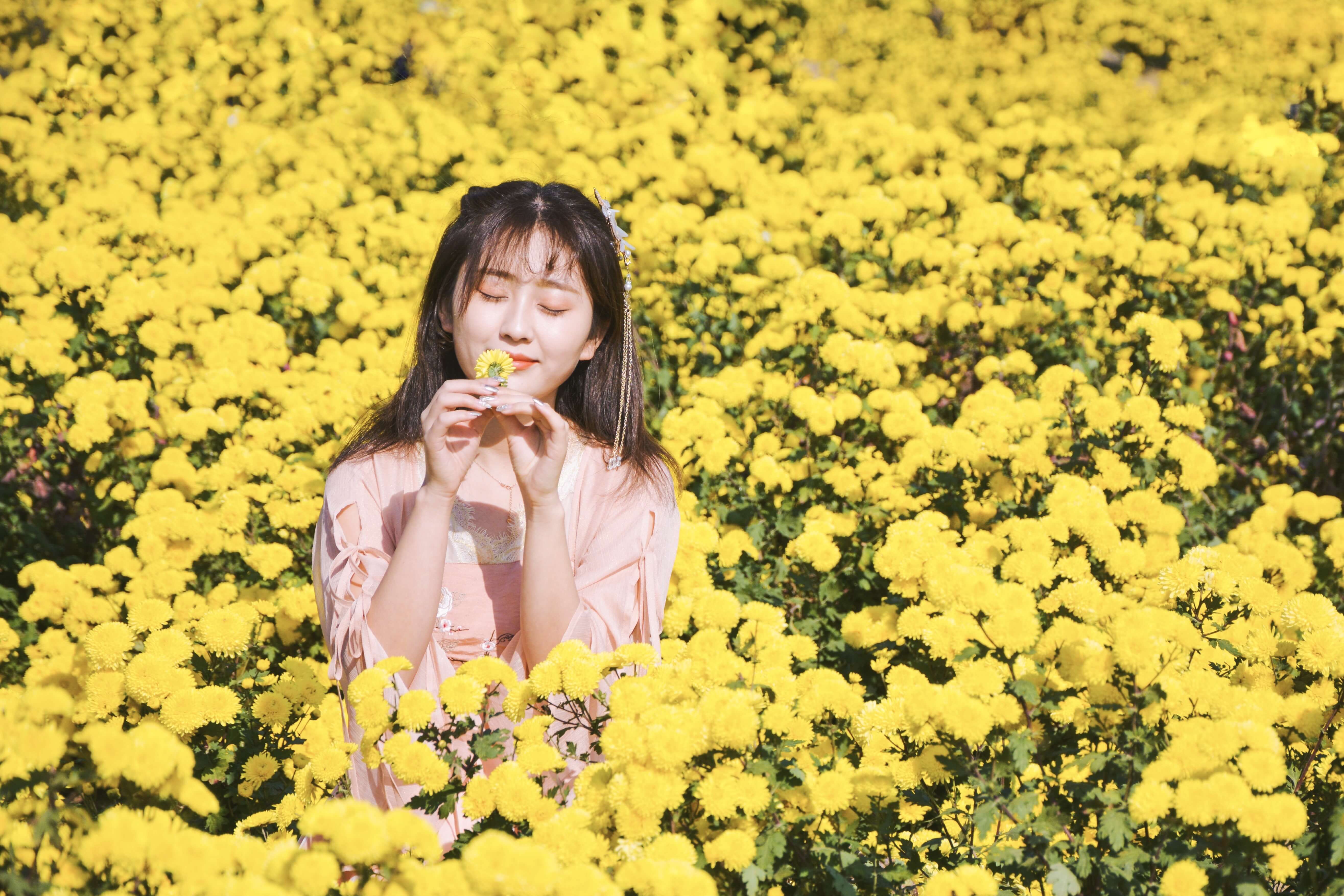 太美了！11月的山东还有万亩金色菊花海