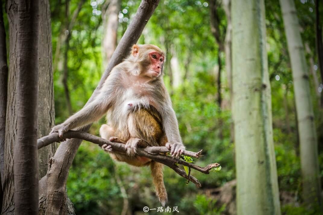 贵阳“最人性化”的景区，门票五元可玩一天，这里的猴子太精了