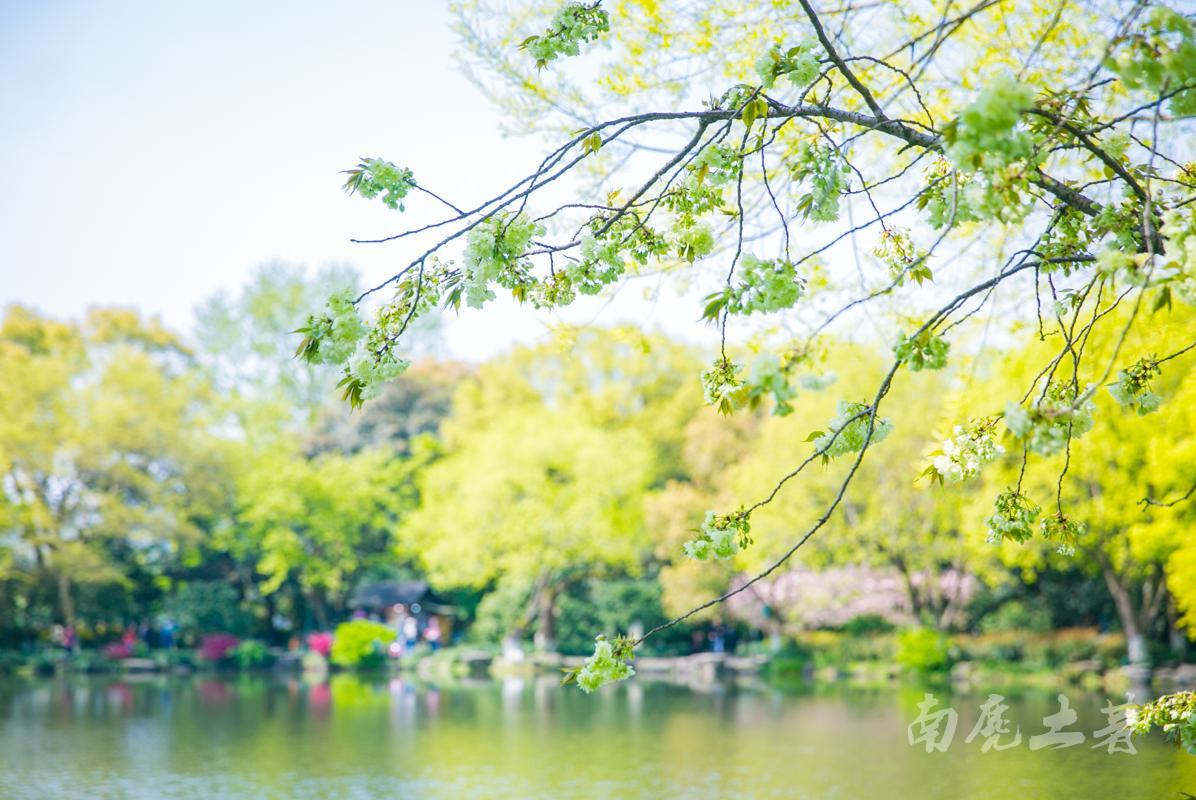 绿樱花见过吗？杭州唯一一株，就在西湖三潭印月的中路