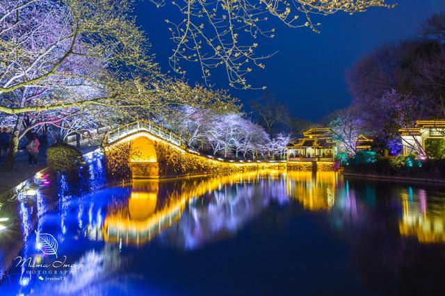 无锡鼋头渚樱花一片烂漫 与日本樱花齐名，本地人：周末千万别来