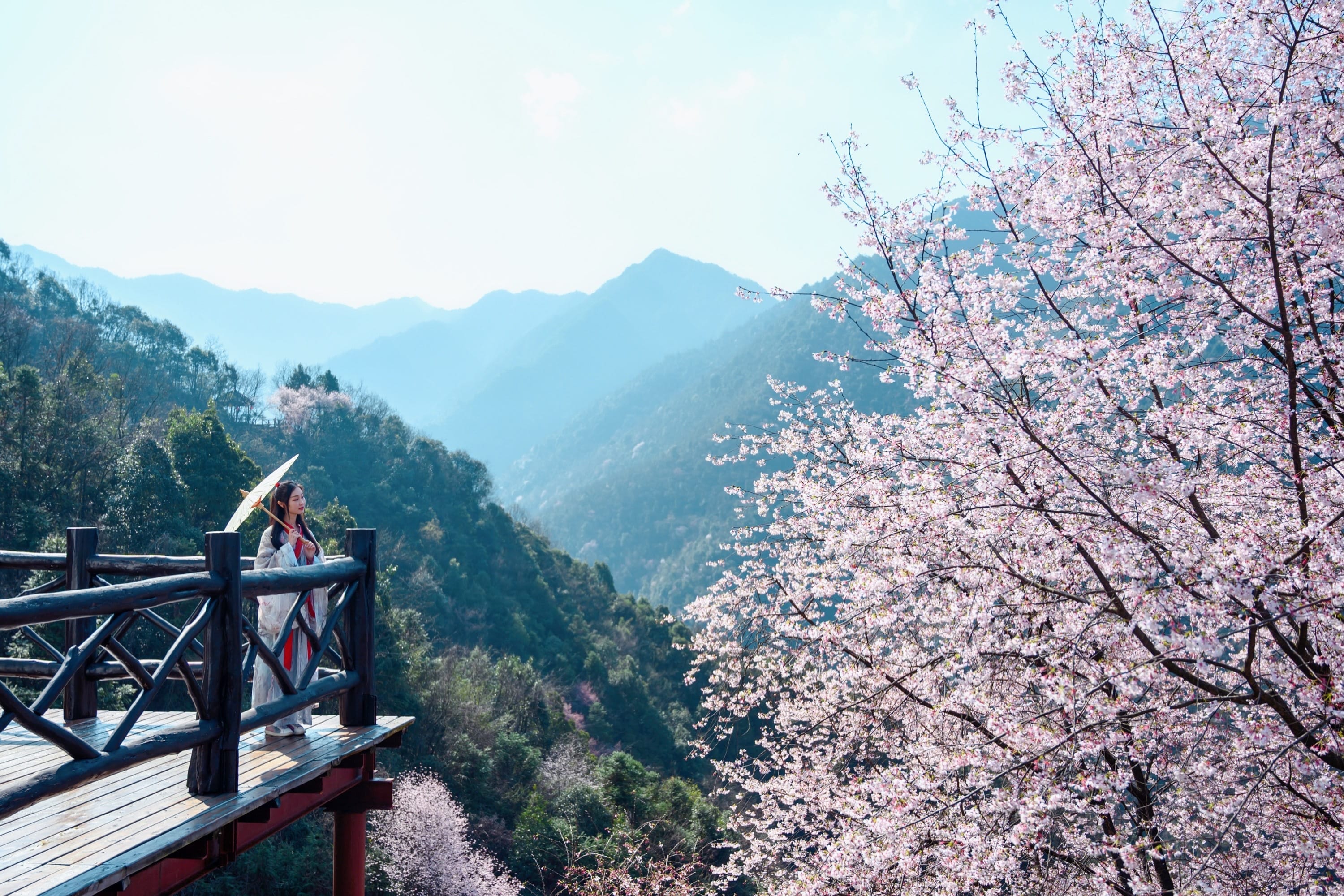  天子地，藏在杭州桐庐的绝美赏樱地，山谷间的野樱花已然盛放