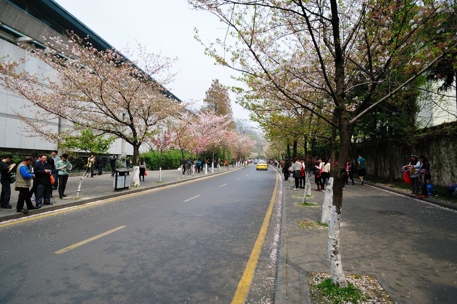 南京最美的樱花大道，毗邻千年古刹鸡鸣寺，赏樱免费但建议云赏花