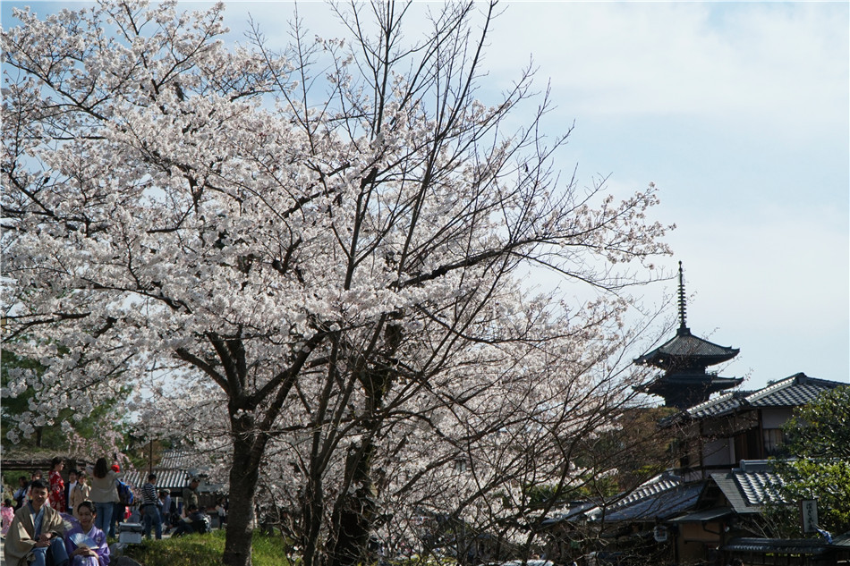 日本：京都，宁宁之道，古朴街巷与粉嫩的樱花