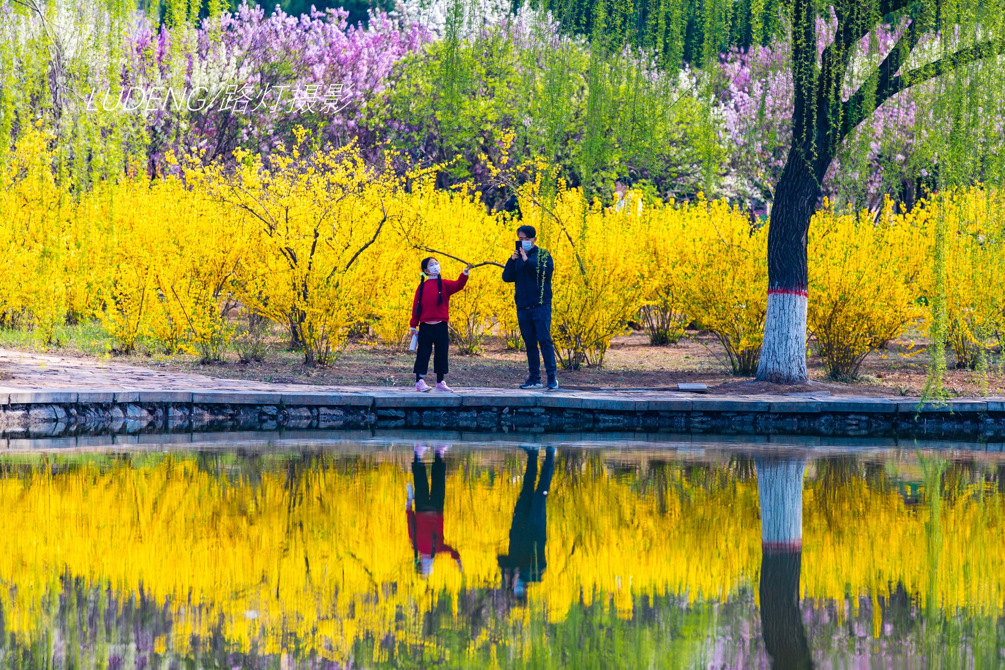 美翻了！石家庄这个地方100000株鲜花开成海，灿若云霞，如梦似幻