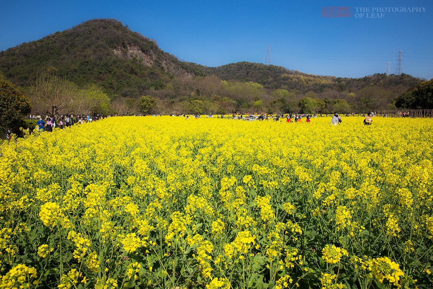 杭州市区超大面积的油菜花田，南宋时就开始种植，只有本地才知道