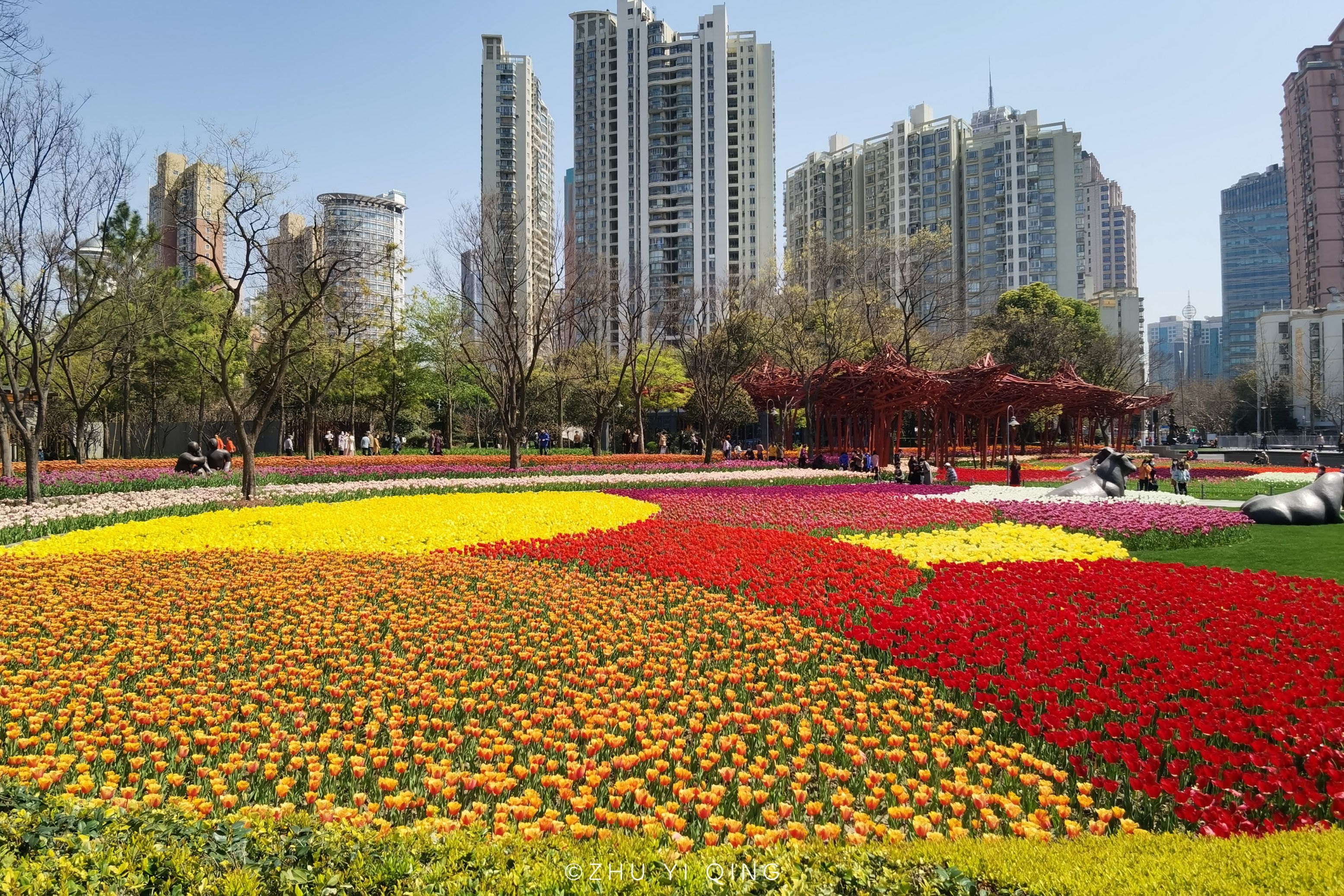 上海各景区陆续恢复开放，市中心公园开满郁金香，人们赶着来赏花