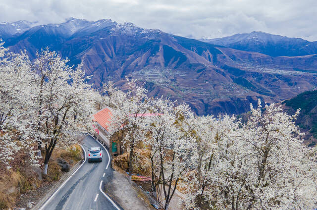 这个隐藏在川西高原的中国雪梨之乡，因为三月的花开出了大名