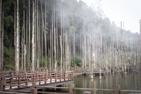 这处迷雾森林，一定要下雨天来，太梦幻了